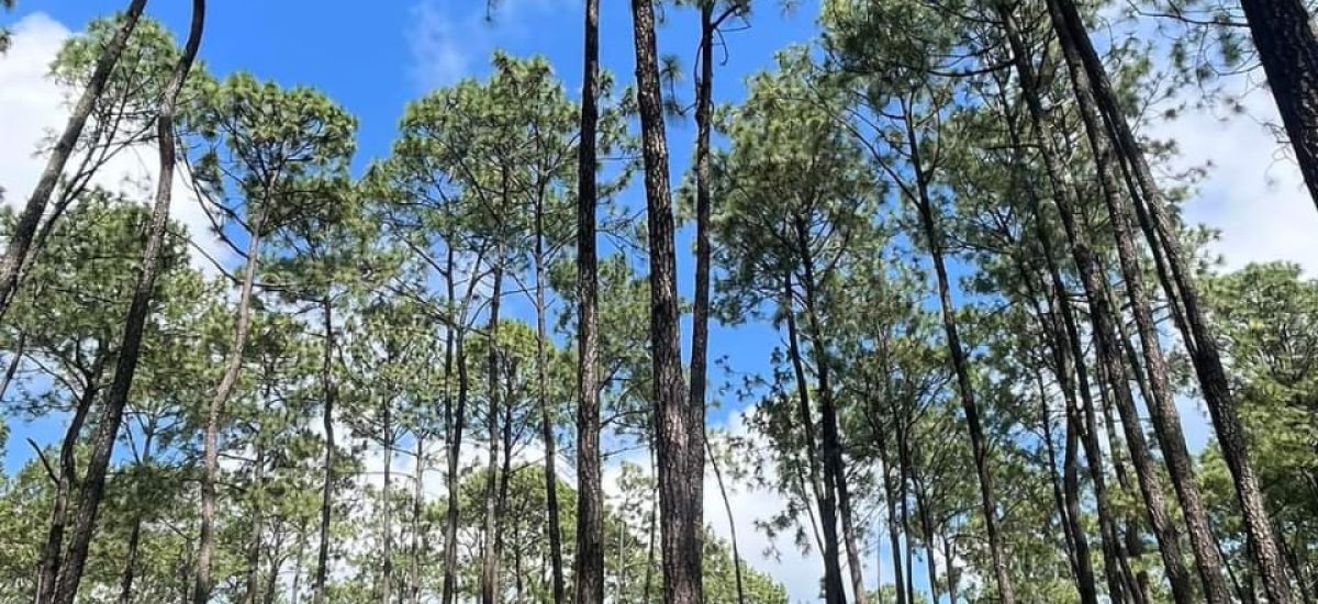 Ejido San Rafael Tecario en Tacámbaro pretende...