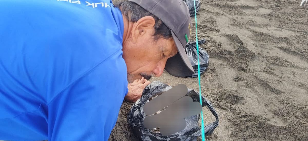 Luciernaga noticias | Nacen primeras tortu...