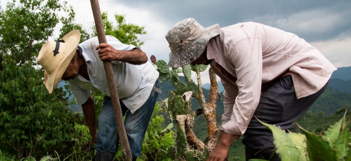 Trabajadoras y trabajadores de Sembrando Vida reciben...