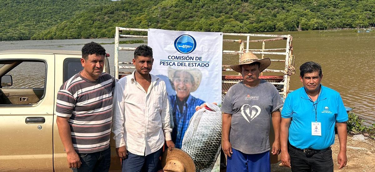 Luciernaga noticias | Compesca siembra 200...