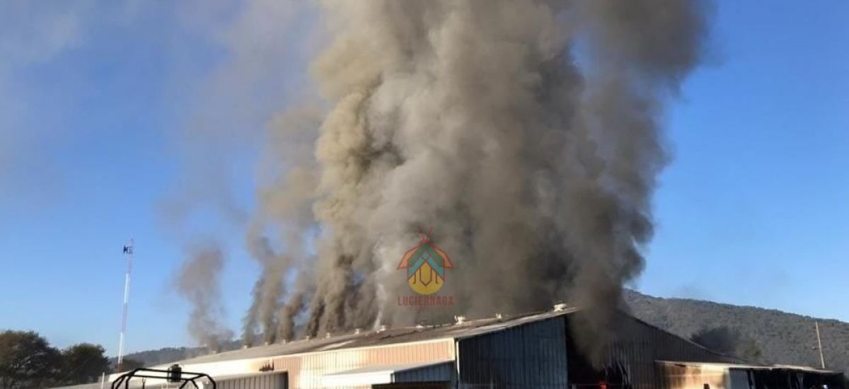 Incendian un empaque de aguacate, en Tingüindín