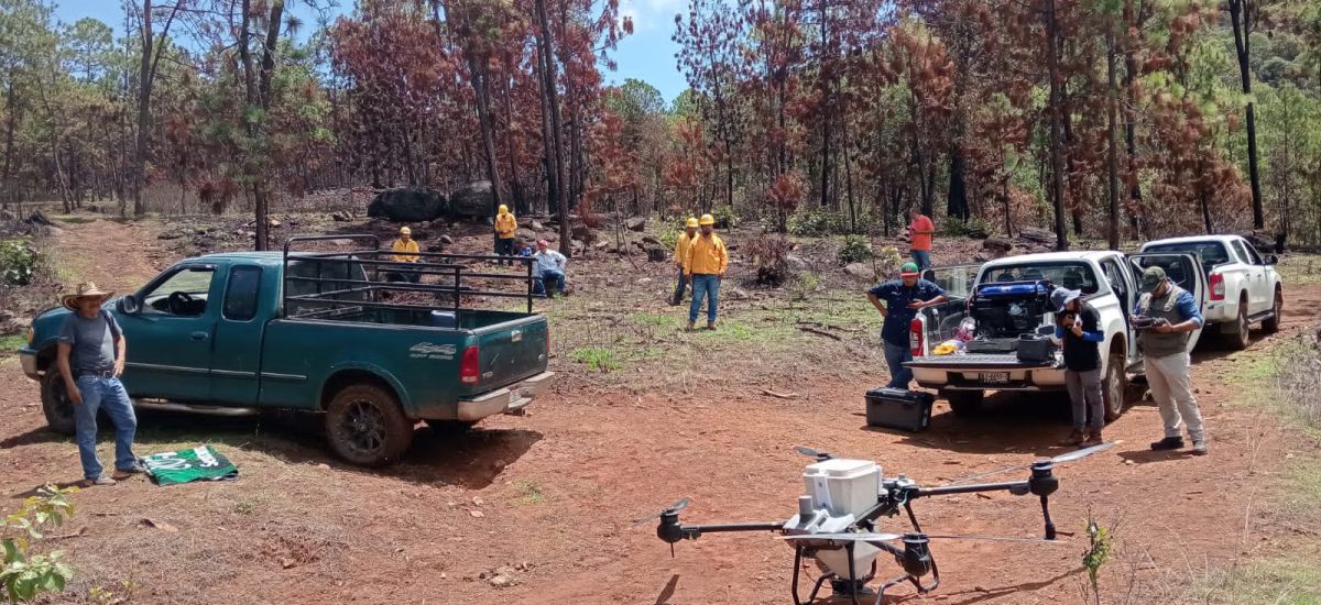 Luciernaga noticias | Drones reforestan zo...