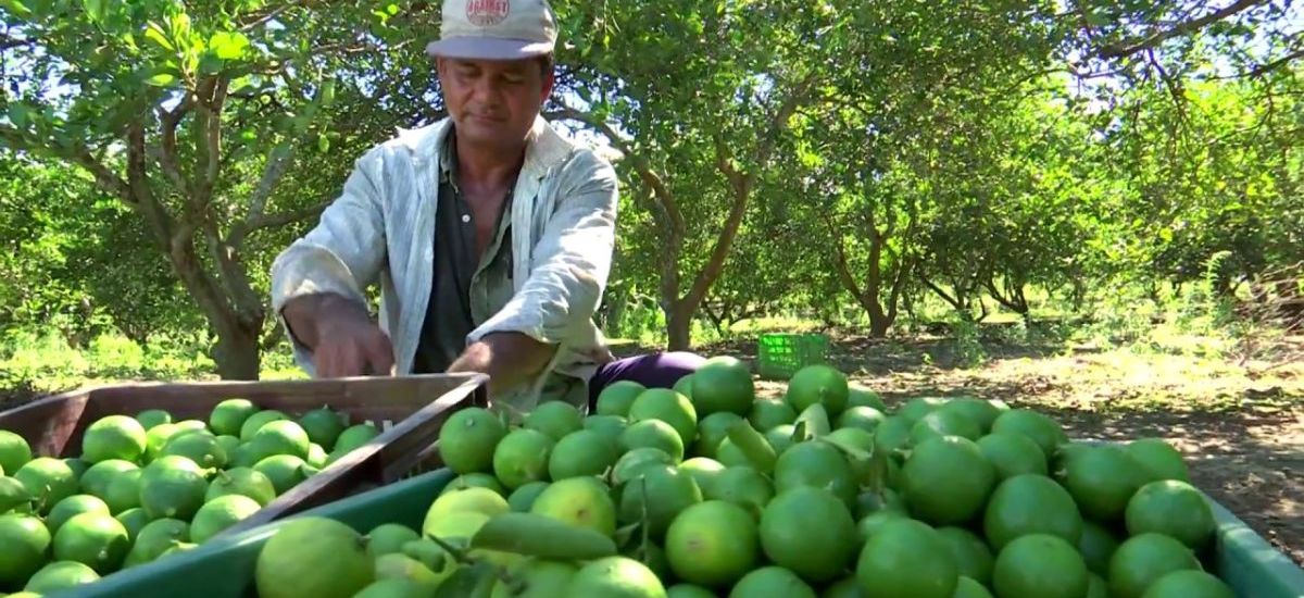 Michoacán exporta limón a ocho países del...