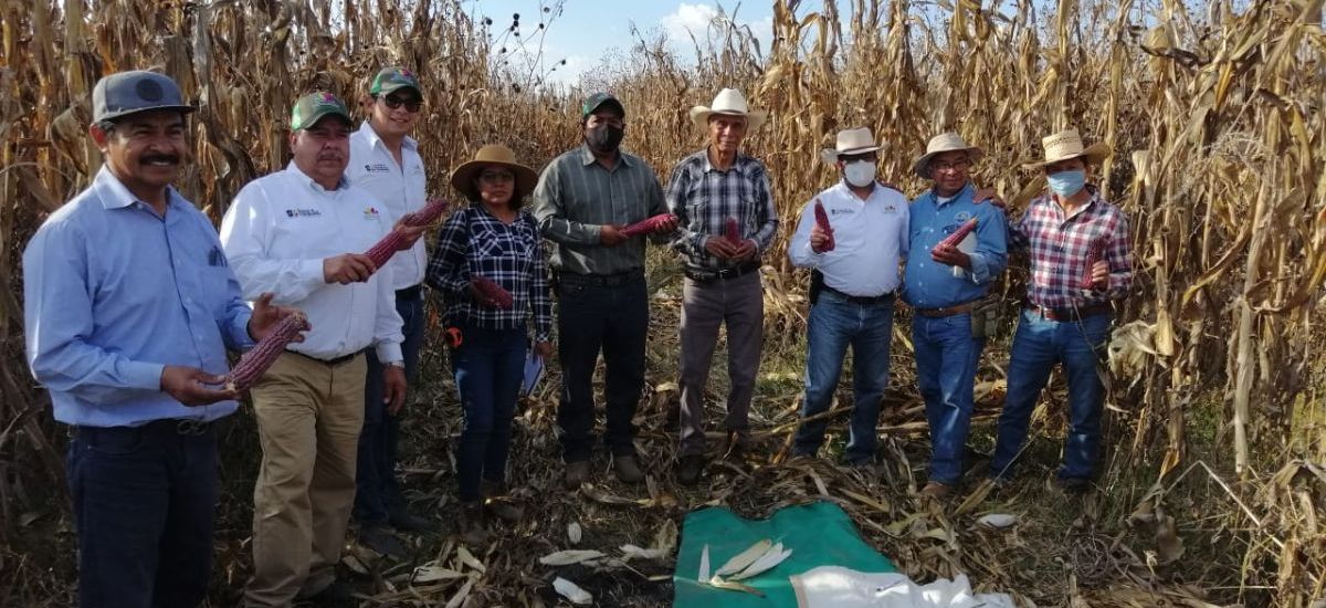 Reconocen productores de maíz pozolero eficacia de...