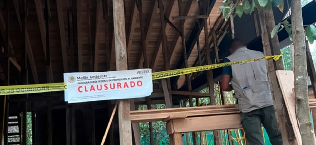 Luciernaga noticias | Profepa detecta dos...
