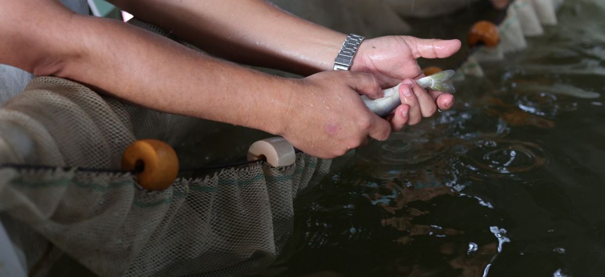 Luciernaga noticias | Pescado blanco de Pá...