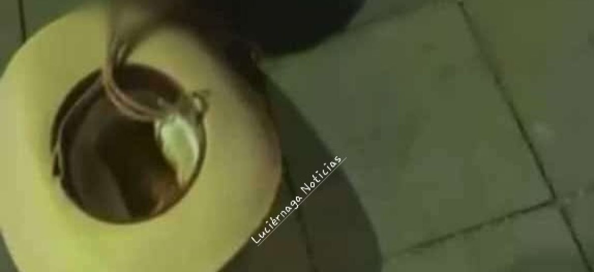 Luciernaga noticias | C*b4rde at*nt4do apa...