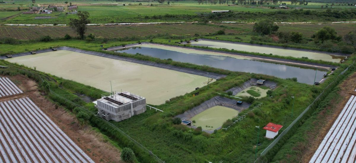 Luciernaga noticias | Plantas de tratamien...