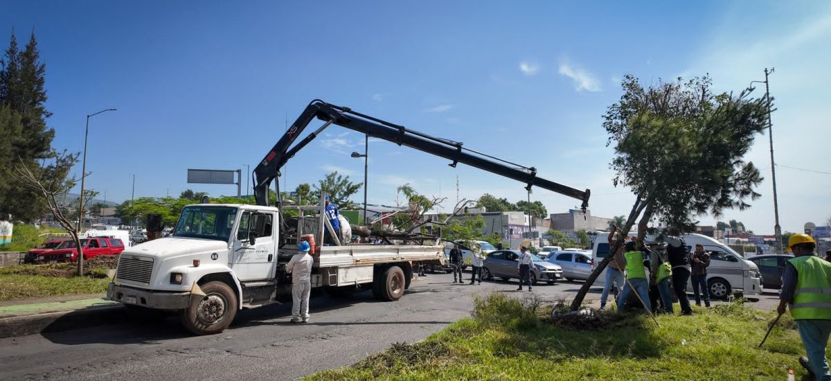 Luciernaga noticias | Se suman 28 árboles...