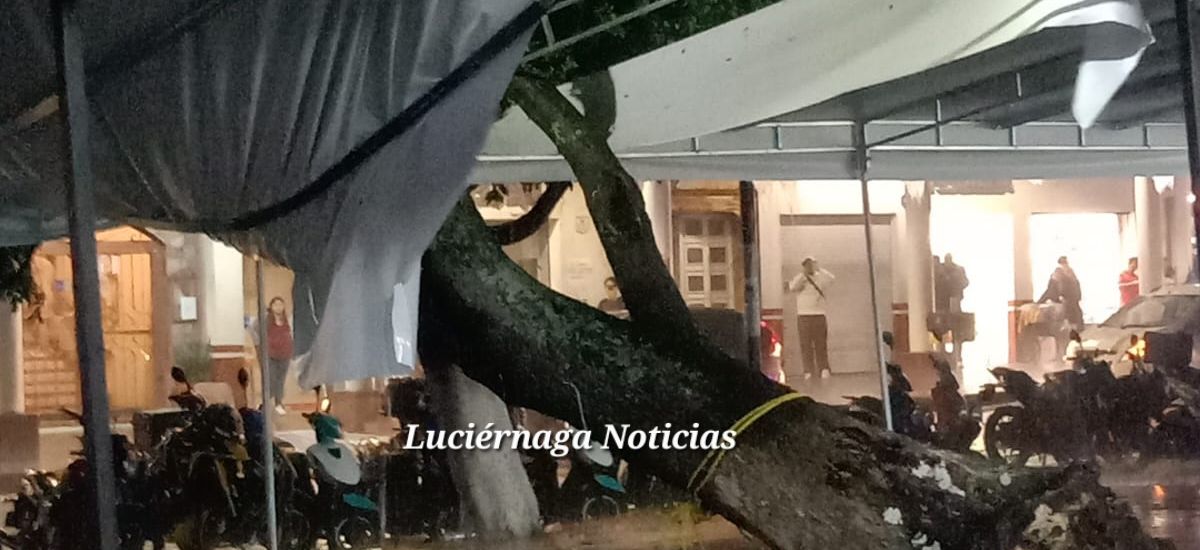 Luciernaga noticias | Tromba derriba árbol...