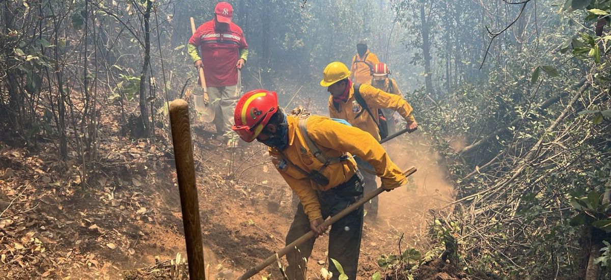 Luciernaga noticias | Brigadas forestales...