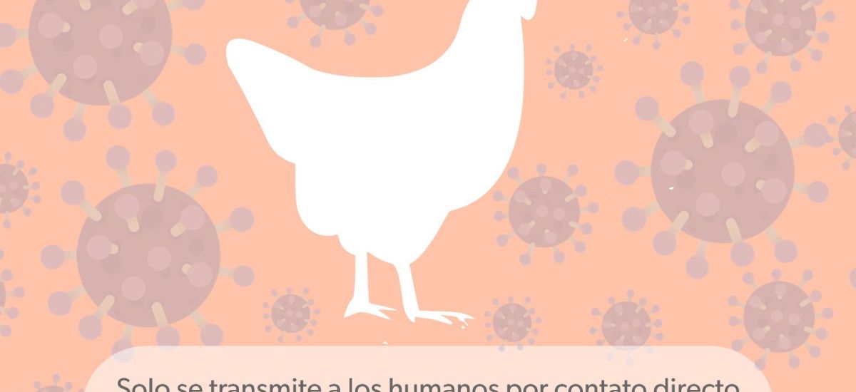 Michoacán, sin casos de gripe aviar en...