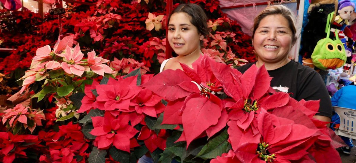 Luciernaga noticias | La Navidad florece e...