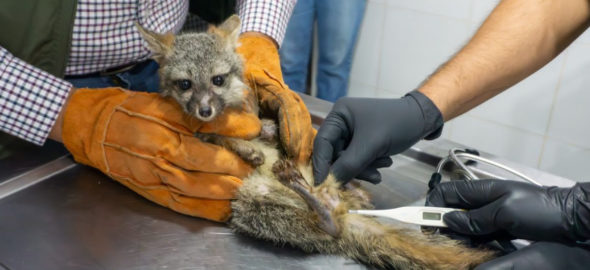 Luciernaga noticias | Zoológico de Morelia...