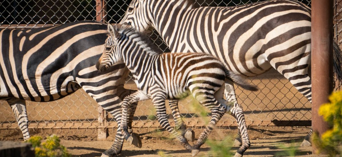 Luciernaga noticias | ¡Bienvenido a casa!...