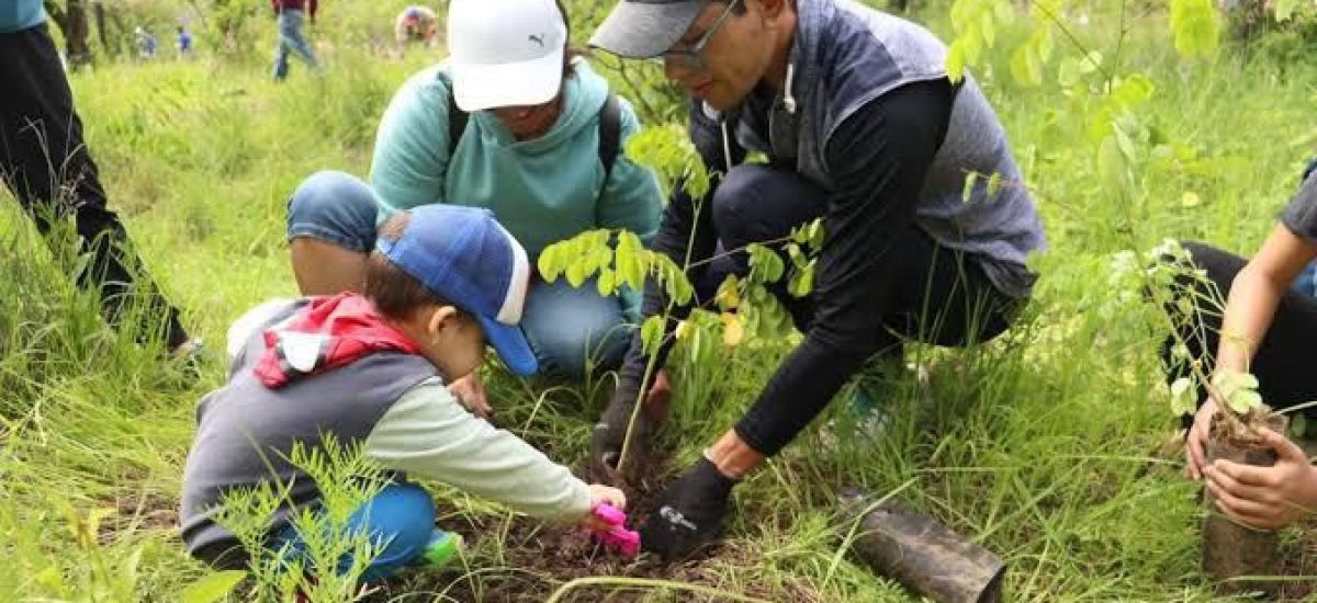 Luciernaga noticias | ¡Vamos a reforestar!...
