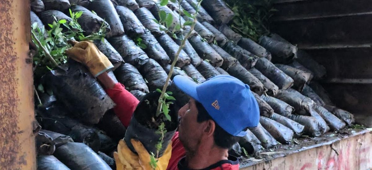 Luciernaga noticias | Impulso histórico al...