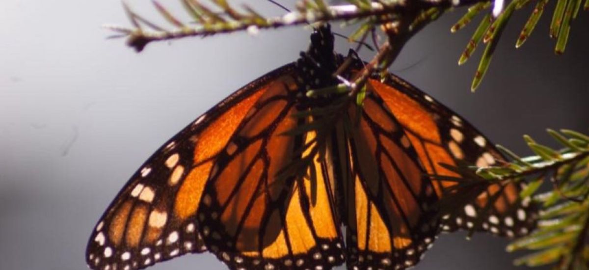 Luciernaga noticias | El uso de pólvora af...