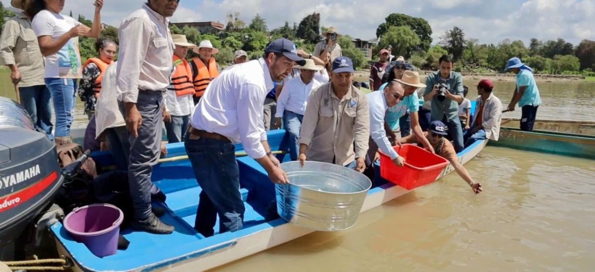 Luciernaga noticias | Avanza proceso para...