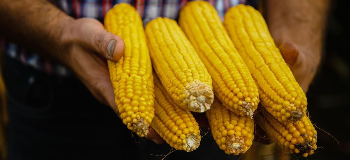 Luciernaga noticias | Michoacán publica me...