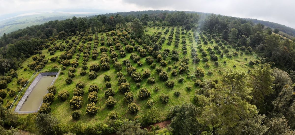 Luciernaga noticias | Michoacán eleva la p...