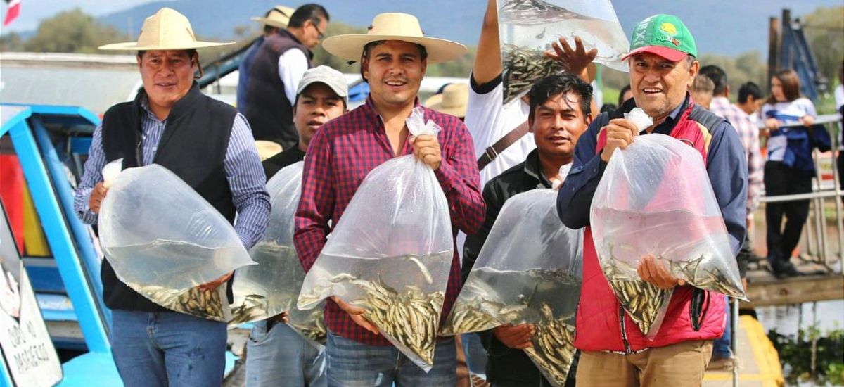 Liberan 15 mil peces acúmara en el...