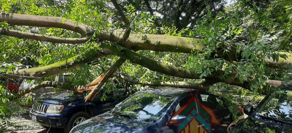 Cae árbol y daña dos vehículos