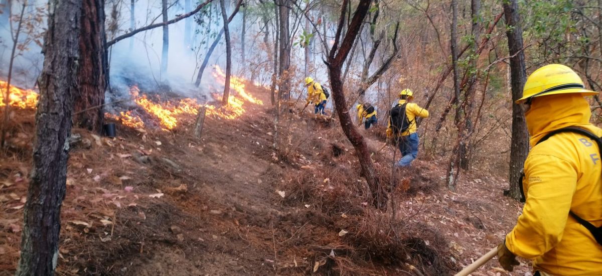 Atienden Brigadas 10 incendios forestales en Zitácuaro