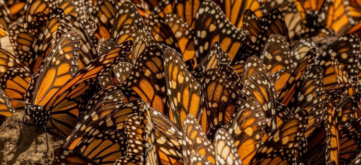 Luciernaga noticias | ¡Se acaba el tiempo!...