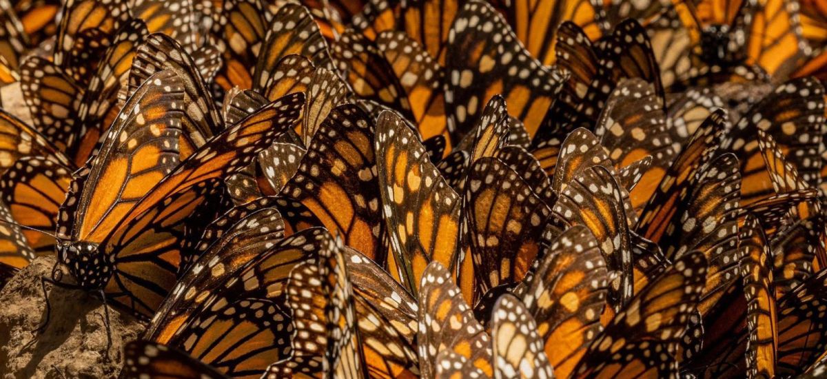 Luciernaga noticias | Enero y febrero, los...