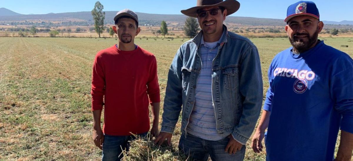 Logra producción de alfalfa 50% más de...