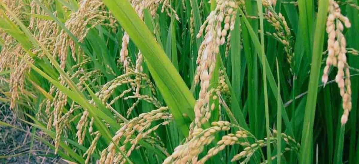 Luciernaga noticias | Productores de trigo...