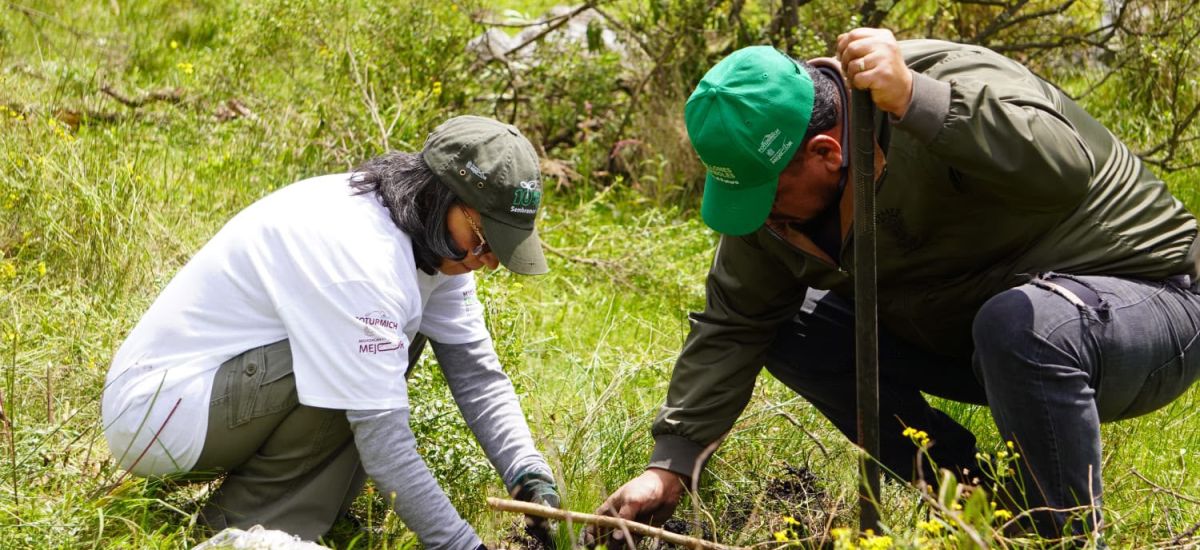 Luciernaga noticias | Michoacán planta 55...