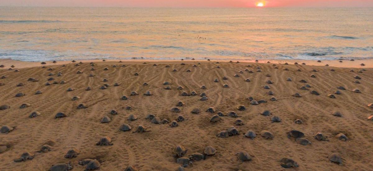 Luciernaga noticias | Descubre el santuari...