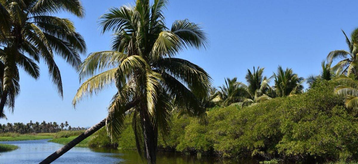 Más de 4 mil hectáreas de manglar...