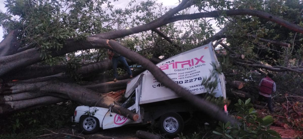 Luciernaga noticias | Árbol colapsa y apla...