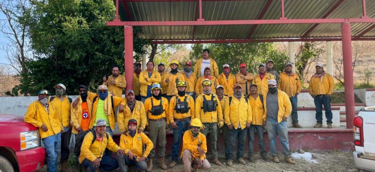 Luciernaga noticias | Brigadas forestales...