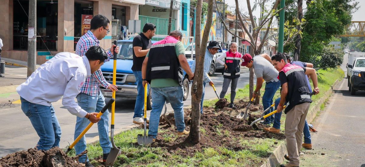 Luciernaga noticias | Con la replantación...